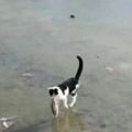 一流浪貓發現學校的湖面結冰後，竟把湖裡的魚釣了出來……
