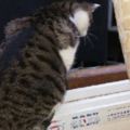 貓咪喜歡樓下的橘貓，主人帶著貓糧去提親，網友：太賺了！