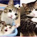 日本女生救了兩只貓，花紋竟然一樣！這兩個寶寶是復制粘貼的嗎？
