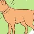 二分鐘告訴你：學會這七招才能謹慎的接近陌生狗狗！