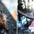 攝影師把芬蘭森林裡的野生動物當成超模　每一張照片都美到超不真實