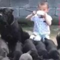 5歲小萌娃坐在狗群裡淡定吃飯，左右兩隻大黑狗做保鏢保駕護航