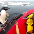 在南極考察到一半,突然有企鵝噴上船,發現船上沒有魚可搶劫，笑翻
