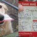 狗狗天天幫主人收信，如今經常失望而歸，郵遞員這個舉動令人感動