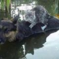 暖心照片警察為迷路狗狗尋找家人洪水中一隻狗狗救了只貓咪