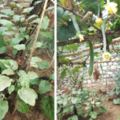 雨後的農村小院，瓜果蔬菜應有盡有，左鄰右舍搶著摘絲瓜不僅清暑涼血、解毒通便、潤肌美容等作用
