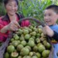 世界著名的"四大幹果"，有很高的營養價值潤肺強腎、抗衰老，干鮮核桃都滋補！