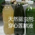 DIY天然驅蟲劑:穿心蓮熬液，民間流傳七葉救主:清熱解毒、涼血、消腫、燥濕