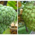 「稀奇」水果盆栽，一年就掛果，釋迦果不僅好吃，而且營養豐富，能養顏美容、增強免疫力