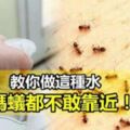 家裡發現螞蟻怎麼辦？別擔心，教你一招，不用殺蟲劑就能消滅牠們哦！！