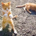 攝影師跟蹤「3隻小浪橘」拍到趣味生活　空地練爪：ㄘ我的喵喵拳啦！