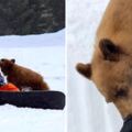 棕熊寶寶太親人出事了　「親暱片」PO上網遭當局判：需要把牠安樂