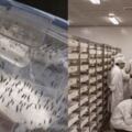 中國最大的蚊子製造廠，用羊血餵養蚊子，每個月釋放3000萬隻