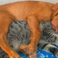 甲你攬牢牢～　25張「跨物種的愛」暖心照片　貓咪竟然睡趴在蟒蛇身上
