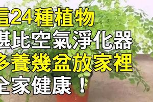 這24種植物堪比空氣淨化器，多養幾盆放家裡，全家健康！