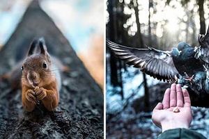 攝影師把芬蘭森林裡的野生動物當成超模　每一張照片都美到超不真實