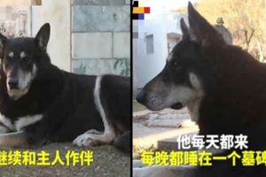 看哭了！忠犬守墓11年、相依相伴臨終前