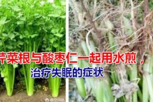 芹菜根與酸棗仁一起用水煎，治療失眠的症狀，降血壓，鎮靜安神，效果也不錯