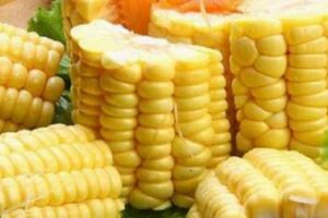 多食粗糧有益身體健康，你知道玉米的這些醫學功效嗎？
