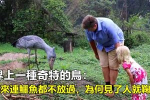 世界上一種奇特的鳥：餓起來連鱷魚都不放過，為何見了人就鞠躬？