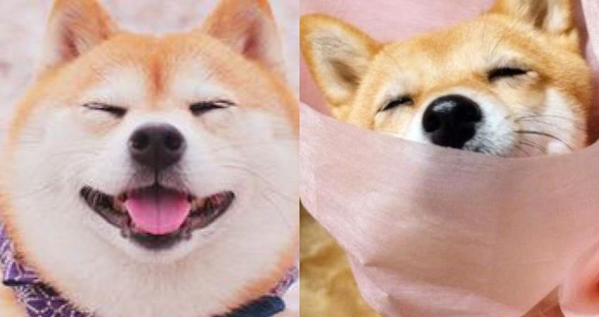 小哥準備把柴犬包成花束給女友表白 一眾女網友 別說了 我嫁 小雪 Fun01 創作分享