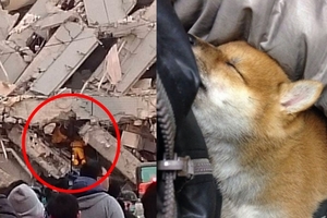 小柴犬超級強！在台南「倒塌大樓內」撐7天的牠，被救出後竟做了這個動作...現場人員看了超震驚！！