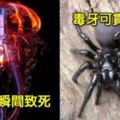 5種世界上毒性最猛的危險生物，#2藍環章魚#4箱型水母，被#3巴勒斯坦黃蠍輕輕刺一下就會「瞬間呼吸困難」心臟衰竭而死~!