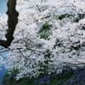 【日本】櫻吹雪的季節：「東京」六個粉櫻大爆炸的浪漫景點