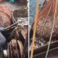 漁民發現漁網比平時重很多以為收穫豐富，怎知鬆開居然蹦出一隻「巨獸」！嚇得大家要跳船！