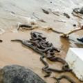 和尚帶信徒把「蟒蛇」放生到海裡，晚上海灘卻出現讓遊客想吐的造孽東西！所有人都罵翻了！