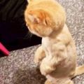 這只貓貓在主人剃毛後連忙緊張照鏡子，結果它瞬間「呆滯石化的表情」讓網友超想抱緊安慰它啊！