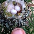修剪樹木發現「比指甲還小的蛋」，沒想到還真的能孵出來…！