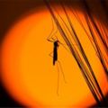 為什麼蚊子總是喜歡在耳邊嗡嗡叫？教你「六招」簡單又有效的方法，讓蚊子全部死光光！