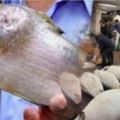 「福島核災」早就影響全世界海洋！吃1公斤這種魚等同於「狂照20次X光」，剖開魚肉太可怕了！