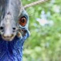 動保組織救了一隻藍色大鳥　但知道牠是「世界最危險鳥類」都不敢靠近