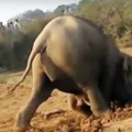 大象花11個小時不斷挖土！當大家看到土裡的東西時，眼眶都紅了。