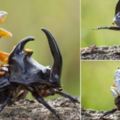攝影師在印度尼西亞拍攝到一組青蛙騎在甲蟲上的有趣照片，它看起來就像一名牛仔，讓人嘖嘖稱奇。