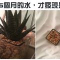 27張不管看幾次「都會害人笑得像瘋子一樣」的超有爆點畫面