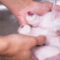 你會用清水「洗生雞肉」嗎？食安專家：「恐增加細菌感染風險」
