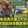 (內有視頻看）老虎過河潛入村莊兩狗團結捨命驅趕護孩子