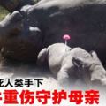 母犀牛慘死盜獵者手下‧小犀牛重傷守護母親