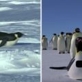 趴著走的造型攝影機「帶壞企鵝群」　集體模仿畫面超爆笑：咻咻咻～