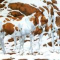 你能找出這幅雪景畫「有幾匹馬」嗎？　瞪大眼睛「找最後一匹馬」網友找到崩潰