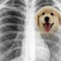 為何失去狗狗「會感到撕心裂肺」　科學家的解答讓主人猛點頭：沒錯