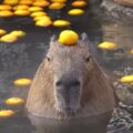 冬天就4要泡湯啊～　日本限定活動「水豚頂橘子泡溫泉」　看到代表新的一年超幸運