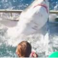 大白鯊竟鑽入餵鯊籠！「人鯊一籠」場面超級驚險，所幸潛水員聰明逃脫一劫了！