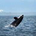 最長壽「阿祖級虎鯨」現身跟全世界道別　留下105歲身影成為許多人心中的傳奇