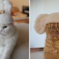這些貓咪戴著的帽子全都是自己的毛發製成，主人創意DIY讓貓咪瞬間變得超喜感！