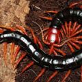 世界最可怕的十種蜈蚣，體長近半米實在太嚇人