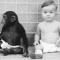 科學家將自己的小孩跟猩猩放一起生活！發現越來越不對勁，於是在第九個月時被迫終止！廣告